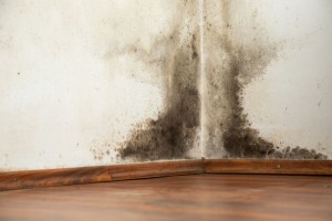Contact HomeMD for Mold Testing Louisville KY Services