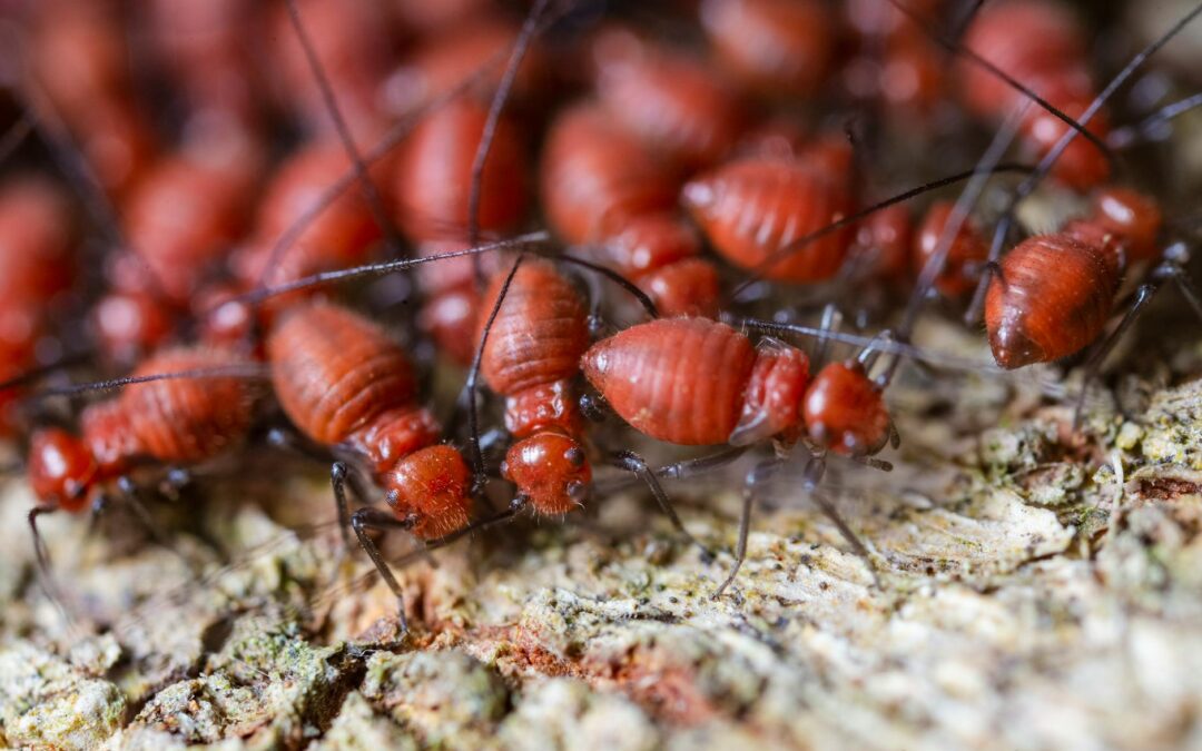 Termite Inspection: Signs, Damage, and Prevention Strategies